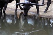 bull water reflection1
